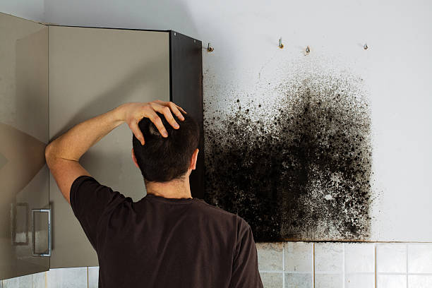 Best Residential Mold Removal  in USA